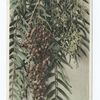 Pepper Tree Blossoms and Berries, Carifornia