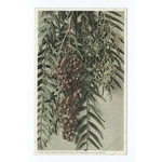 Pepper Tree Blossoms and Berries, Carifornia