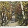 Path to Camp Iroquois, Glen Eyrie, Lake Geroge, N. Y.