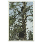 Three Bears up a Tree, Yellowstone Ntl. Park, Wyo.