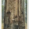 General Lawton, Tuolumne Grove, California