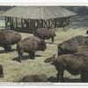 Buffalo, Golden Gate Park, San Francisco, Calif.
