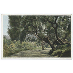 Live Oak Drive, Hope Ranch, Santa Barbara, Calif.