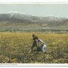 Picking Poppies, California