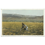 Picking Poppies, California