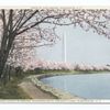 Japanese Cherry Blossoms, River. Dr. , Potomac River, Washington, D. C.