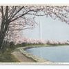 Japanese Cherry Blossoms, River. Dr., Potomac River, Washington, D. C.