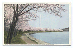 Japanese Cherry Blossoms, River. Dr., Potomac River, Washington, D. C.