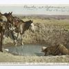 A Water Hole on the Desert, Arizona