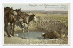 A Water Hole on the Desert, Arizona