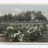 Entrance to Maplewood Park, Rochester, N. Y.