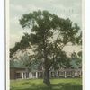A Section of Chautauqua Summer School Quadrangle, Chautauqua Institute, Chautauqua, N. Y.