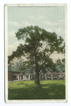 A Section of Chautauqua Summer School Quadrangle, Chautauqua Institute, Chautauqua, N. Y.