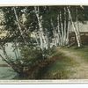Tens under birches, Saranac Lake, Adirondacks, N. Y.