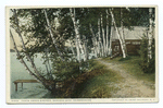 Tens under birches, Saranac Lake, Adirondacks, N. Y.