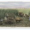 Sugar Cane, Milwaukee Public Museum Miniature Group, Milwaukee, Wisc.