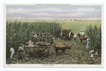 Sugar Cane, Milwaukee Public Museum Miniature Group, Milwaukee, Wisc.