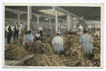 Stripping Tobacco