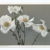 Matilija Poppies, California