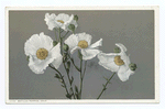 Matilija Poppies, California