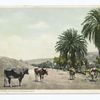 The Old Palms, Mission San Diego, California