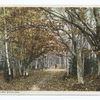 An Autumn Woodland