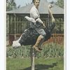 Riding an Ostrich, Cawston Ostrich Farm, South Pasadena, Calif.