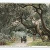 Drive through Oaks, Hope Ranch, Santa Barbara, Calif.