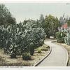 Cacti in Smiley Park, Redlands, Calif.