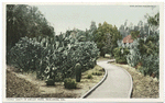 Cacti in Smiley Park, Redlands, Calif.