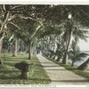 Lake Worth through Coconut Trees, Palm Beach, Fla.