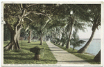 Lake Worth through Coconut Trees, Palm Beach, Fla.
