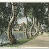 Along the Shore of Lake Worth, Palm Beach, Fla.