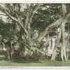 A Banyan Tree, Palm Beach, Fla.
