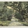 The Creek Road, Camp Comfort, Ventura Co., Calif.