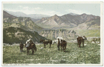 The Lure of the Trail
