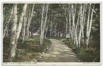 Y.M.C.A.  Camp, Pittsfield, Mass.