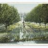 Irrigating Apple Orchard, Hagerman, N. M.