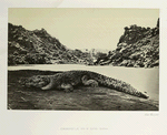 Crocodile on a sand bank