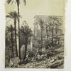 Group of palms, Island of Philæ