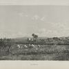 Djenin
