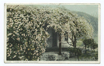 A Home of Roses, Pasadena, Calif.