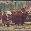 The yak.