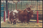 The yak.