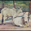 The zebu.