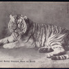 Tiger.