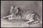 Tiger.