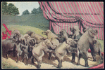Performing elephants.