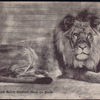 Lion.