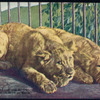 The lions